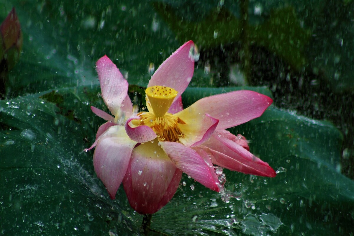 暴雨中的荷花