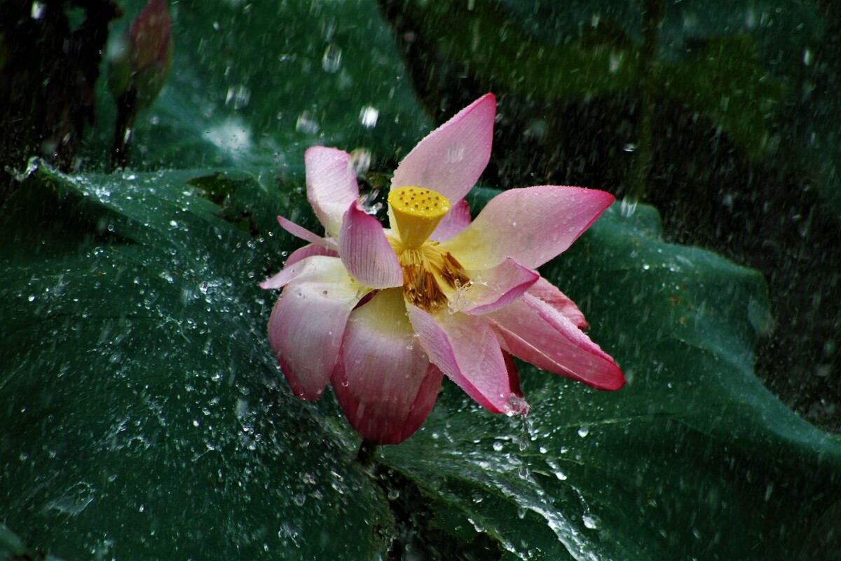 暴雨中的荷花