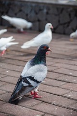 64580