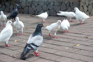 64581
