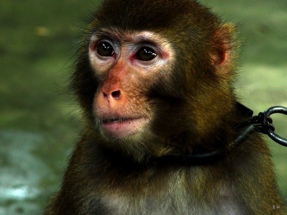 悲哀的囚徒 - 蓝翎 - 图虫