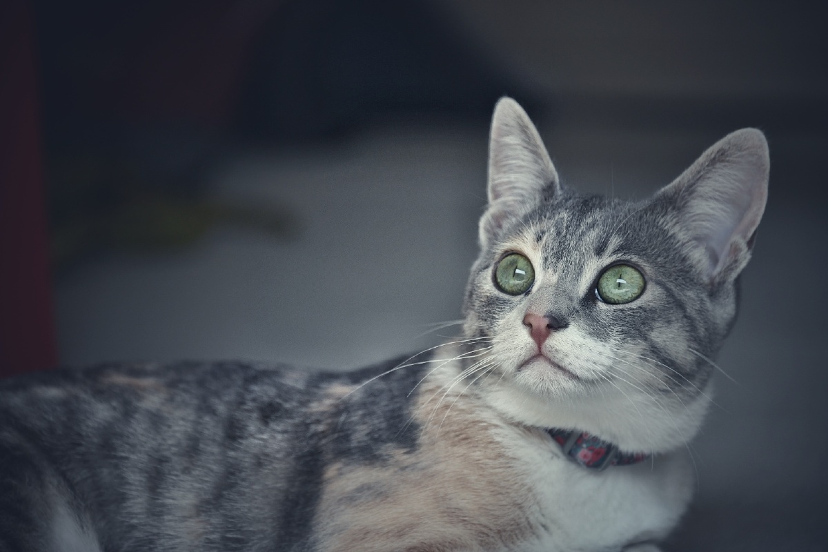 高冷猫宝公主mochi