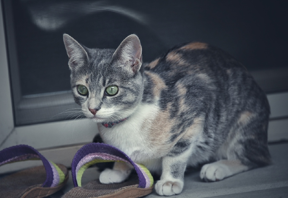 高冷猫宝公主mochi