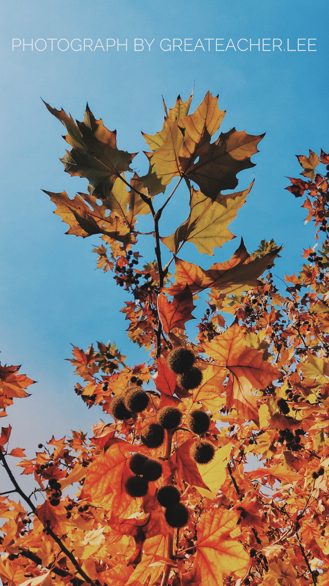 家门前的梧桐树,同一棵树,同一个树枝,不同的角度,呈现不同的冬天