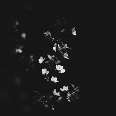 1120093