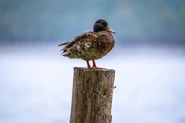 91091
