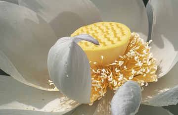 37077