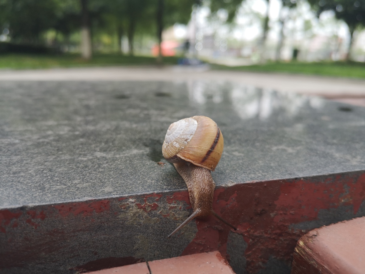 雨后一只向下爬滴小蜗牛