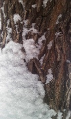 2010 SNOW