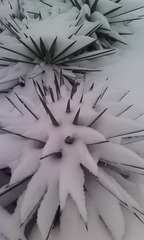 2010 SNOW
