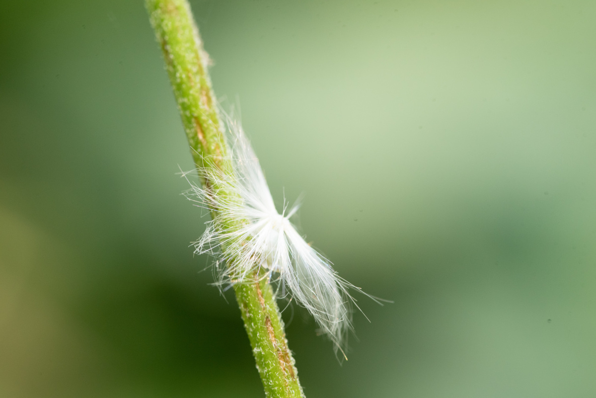 小时候,屁股上有白色的蜡丝,像个白色鸡毛掸子x - tonybryant - 图虫