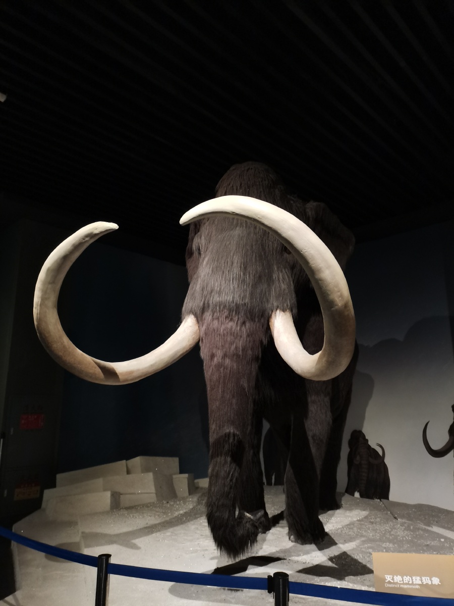 猛犸象