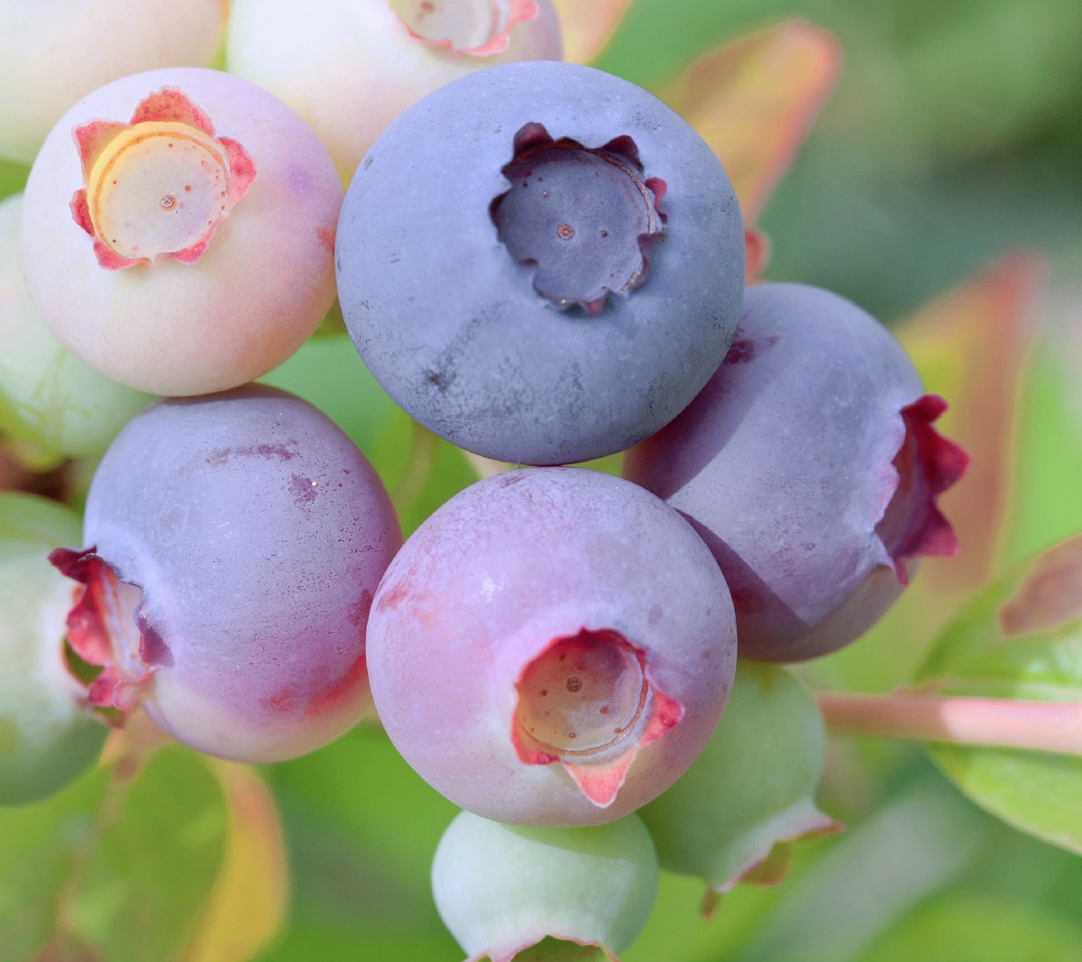 真不错涂上颜料的蓝莓还能吃吗03