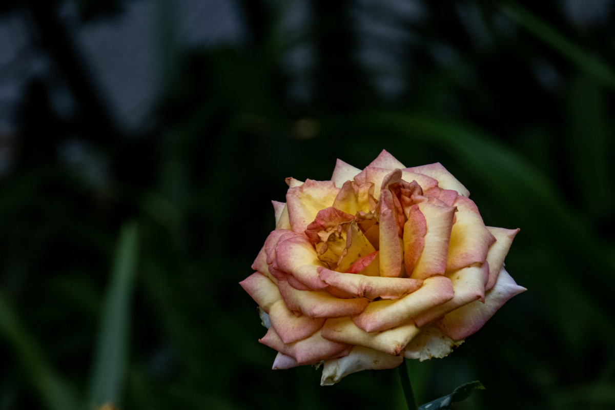 香水月季,丰花月季,月季花 - 风虎影 - 图虫