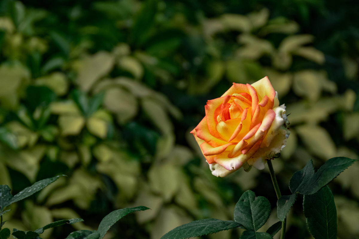 香水月季,丰花月季,月季花 - 风虎影 - 图虫