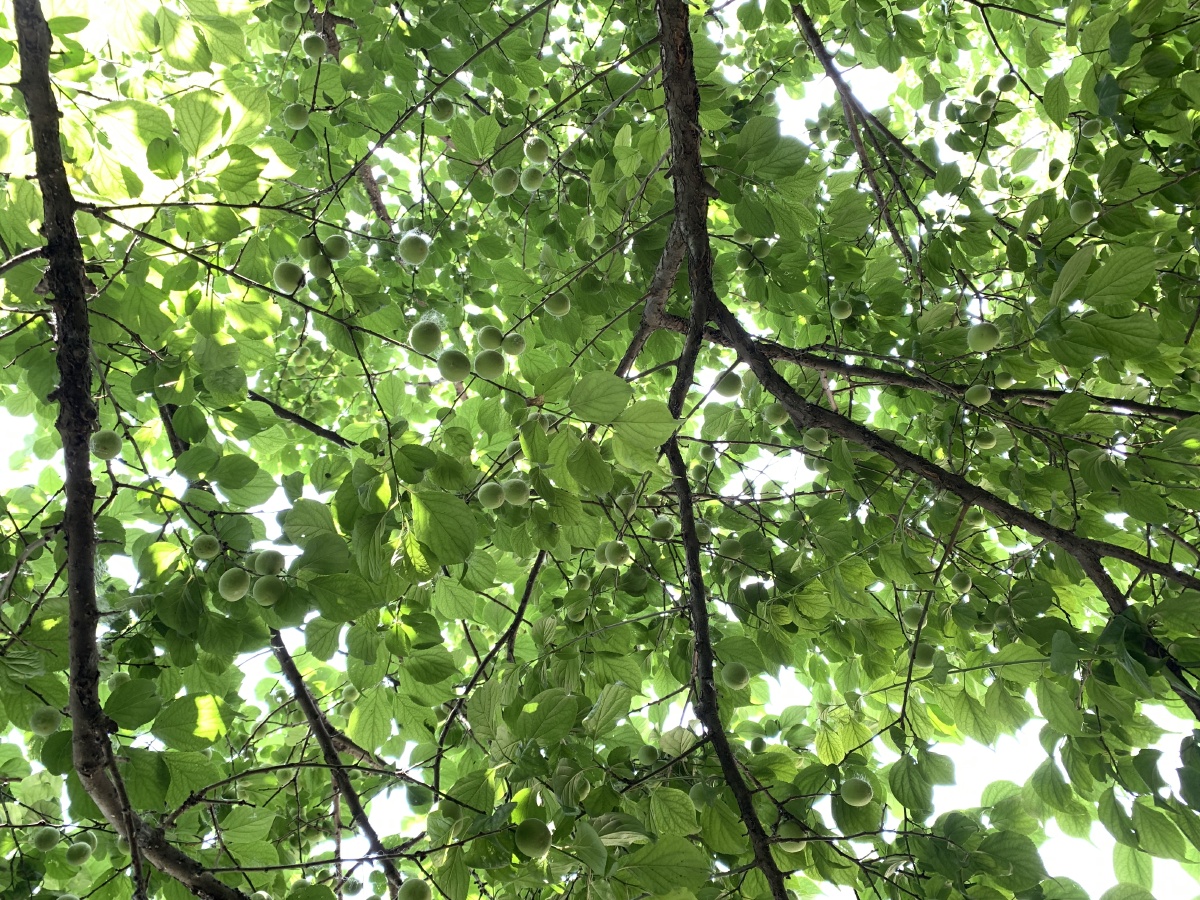 公园的李子树 - 摄影师162306019046966