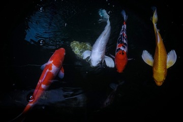 AB6C7C74-BE21-4759-BB8F-231F4483B010/L0/001