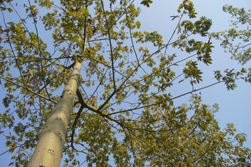 DSC05545.JPG