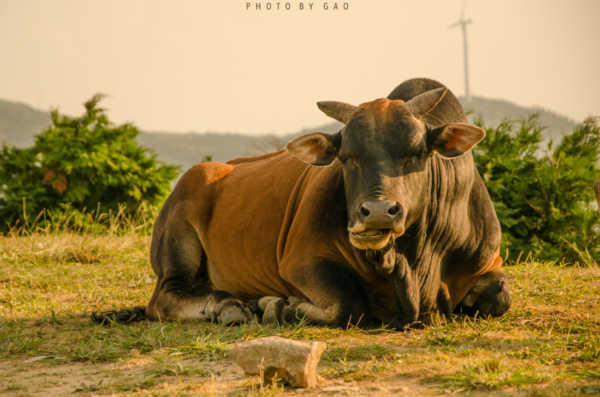 「括苍.大牛」 - lamb探险 - 图虫网 - 优质摄影师交流社区