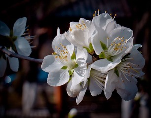 20120426-_DSC0989-1.jpg
