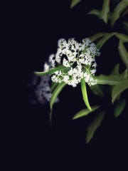 0EC7AA99-A84F-476D-9FCC-A629C56D33EE/L0/001