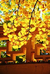 钓鱼台东