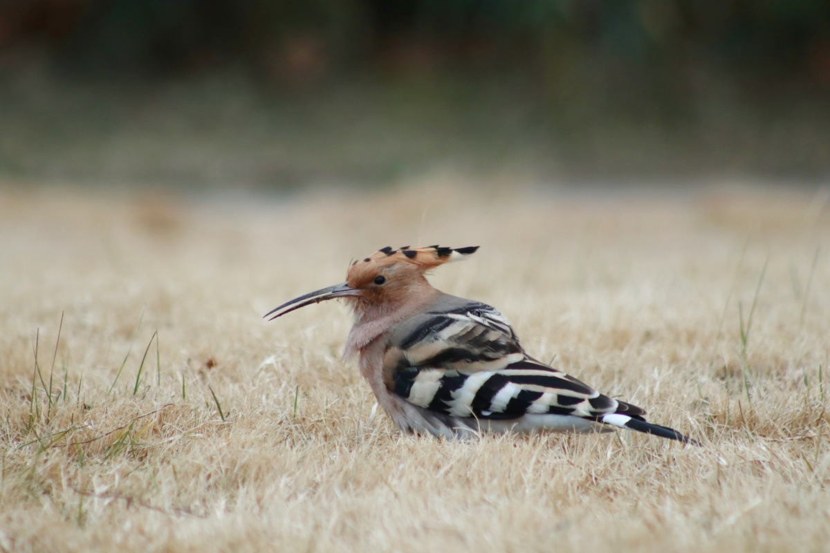 小拟戴胜百灵鸟