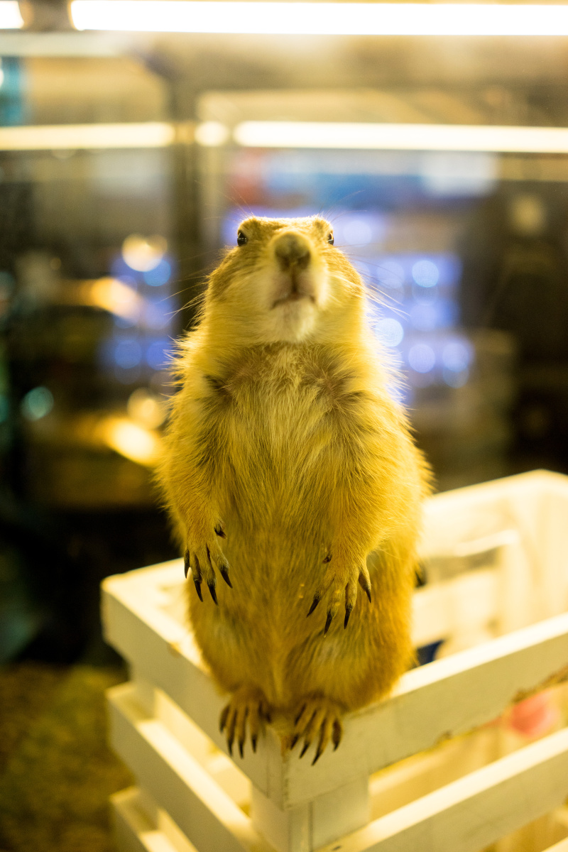 我们一起学土拨鼠叫,一起啊!