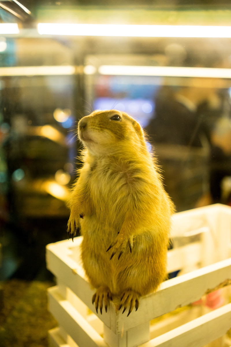 我们一起学土拨鼠叫,一起啊!