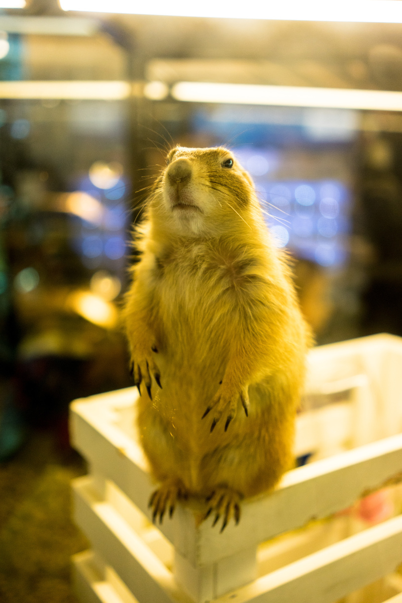 我们一起学土拨鼠叫,一起啊!