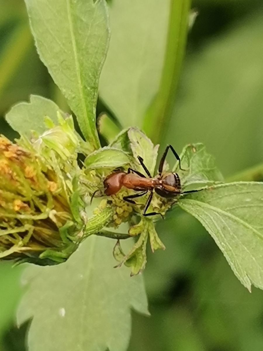 吃花粉的大公蚂蚁