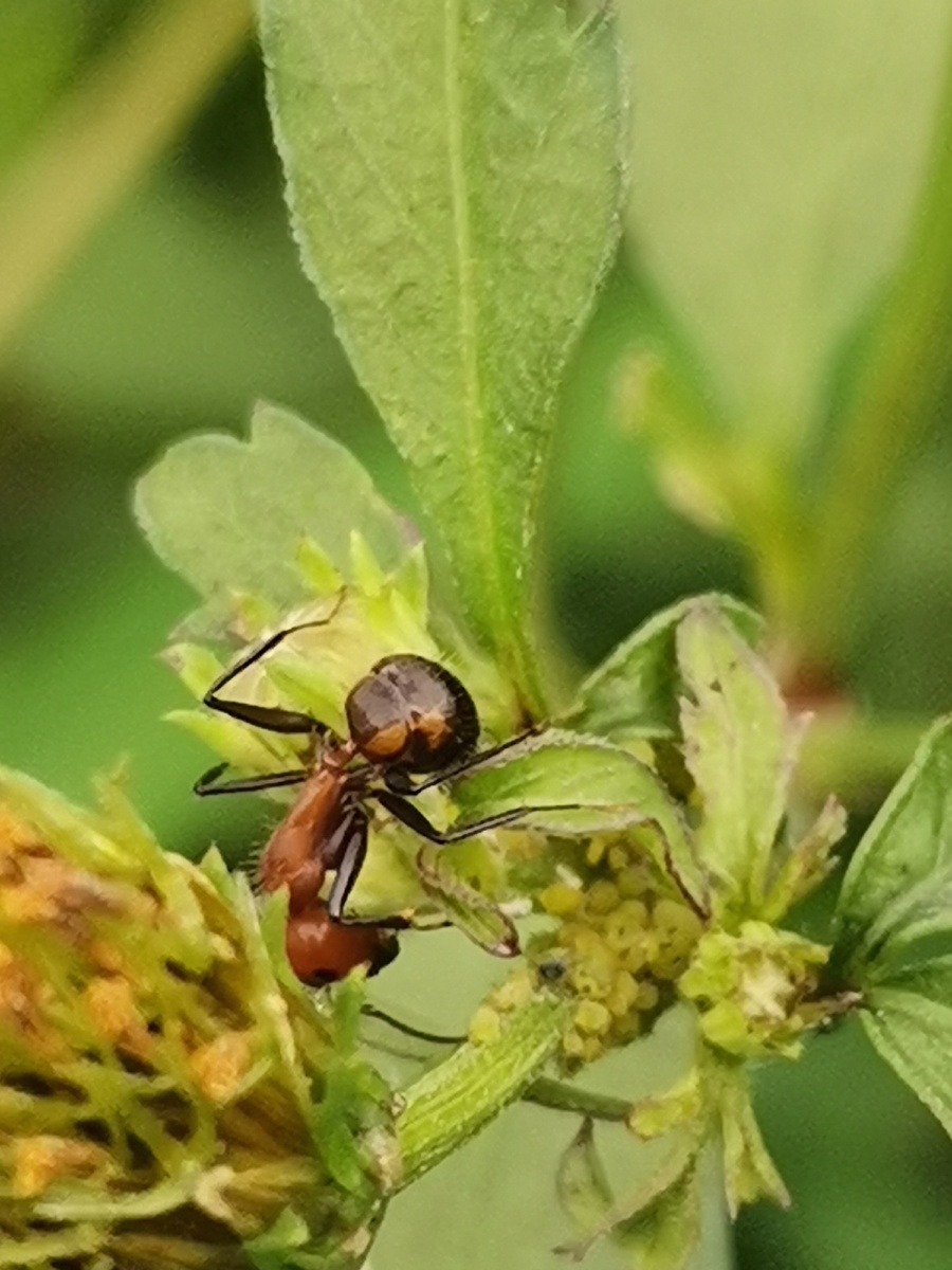 吃花粉的大公蚂蚁