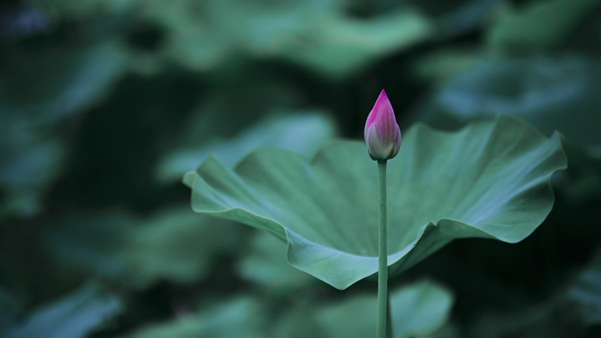 最是那一低头的温柔像一朵水莲花不胜凉风的娇羞道一声珍重道一声珍重