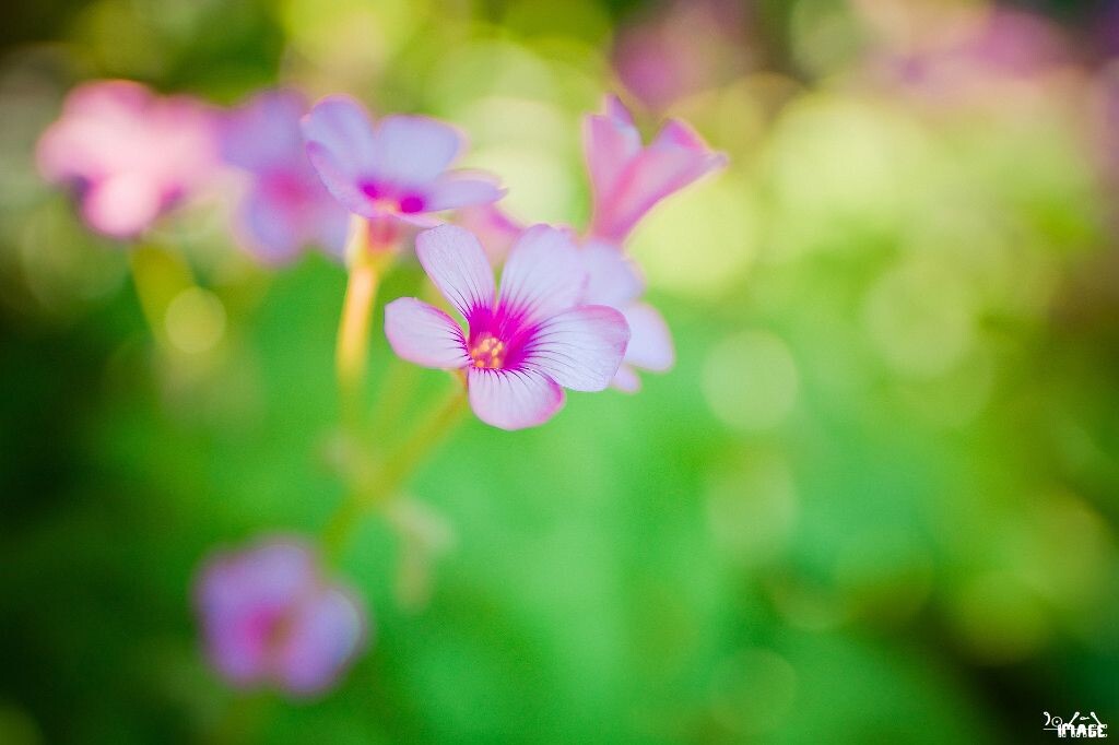 小花<br />
