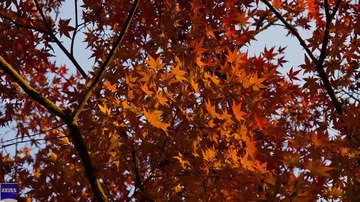 DSC08165.jpg