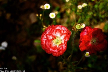 DSC03645.jpg