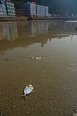 DSC09503.jpg
