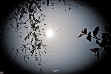 DSC00445.jpg