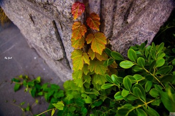 DSC01412.jpg