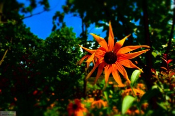 DSC02425.jpg