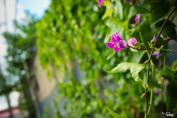 DSC02965.jpg