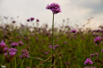 DSC03322.jpg