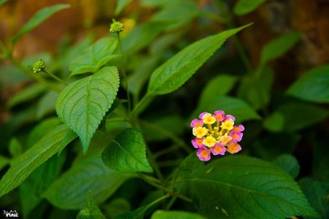 DSC03363.jpg
