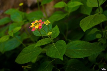 DSC03365.jpg