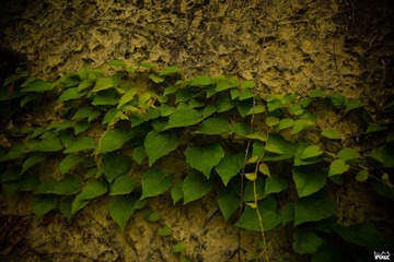 DSC03485.jpg