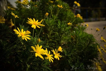 DSC07378.jpg