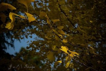 DSC07381.jpg