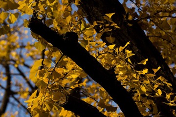 DSC07453.jpg