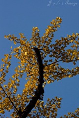 DSC07454.jpg