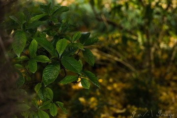 DSC07461.jpg